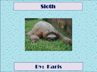 Sloth