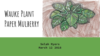 Wauke Plant Paper Mulberry