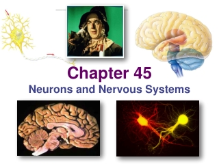 Chapter 45 Neurons and Nervous Systems