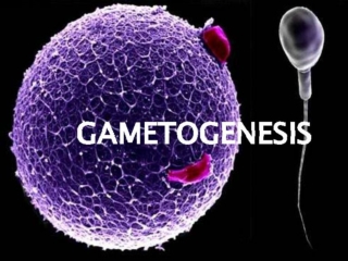 Gametogenesis