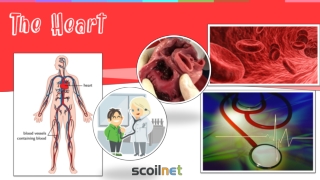 Describe the structure and function of the heart.