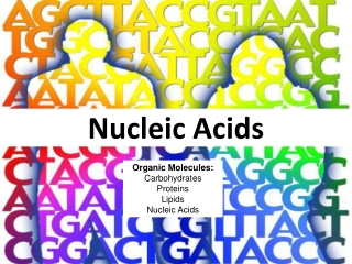 Nucleic Acids