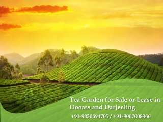 Tea Garden for Sale or Lease in Dooars and Darjeeling