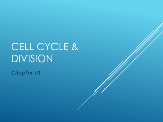 Cell cycle &amp; Division