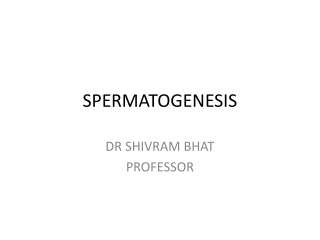 SPERMATOGENESIS