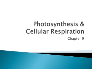 Photosynthesis &amp; Cellular Respiration