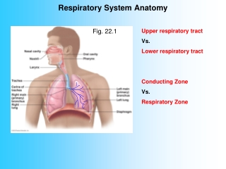 Respiratory System Anatomy