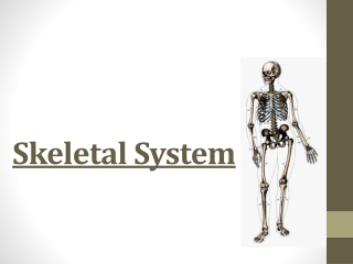 Skeletal System