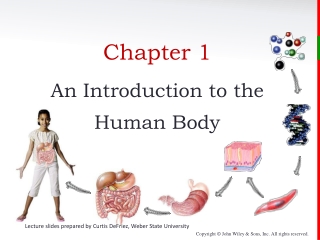 Chapter 1 An Introduction to the Human Body