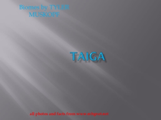 Taiga