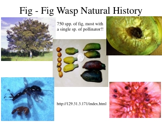 Fig - Fig Wasp Natural History