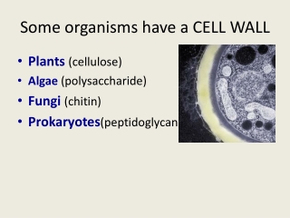 Some organisms have a CELL WALL