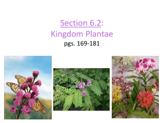 Section 6.2 : Kingdom Plantae pgs. 169-181