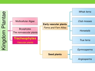 may reach more than a meter in height contain vascular tissues tracheids in xylem phloem