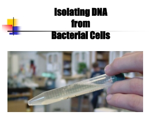 Isolating DNA from Bacterial Cells