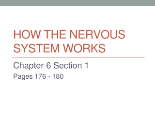 How the Nervous System works