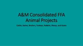 A&amp;M Consolidated FFA Animal Projects