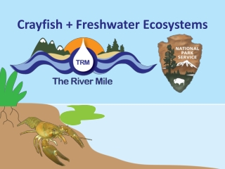 Crayfish + Freshwater Ecosystems