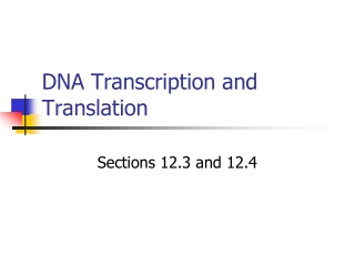 DNA Transcription and Translation