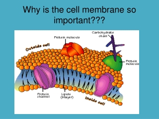 Why is the cell membrane so important???