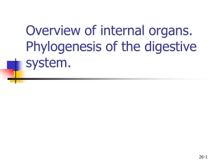 Overview of internal organs. Phylogenesis of the digestive system.