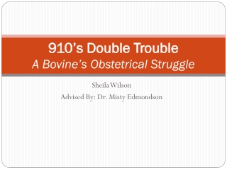 910’s Double Trouble A Bovine’s Obstetrical Struggle