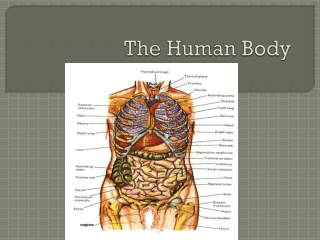 The Human Body