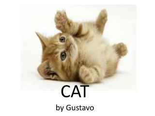 CAT by Gustavo