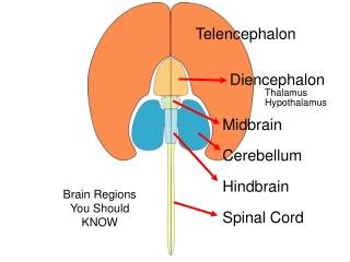 Telencephalon