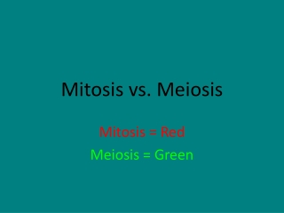 Mitosis vs. Meiosis