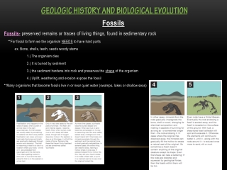 Geologic History and Biological Evolution