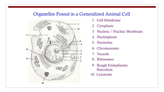 Organelles Found in a Generalized Animal Cell