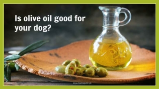 Is Olive Oil Good For Your Dog?