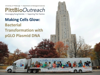 Making Cells Glow: Bacterial Transformation with pGLO Plasmid DNA