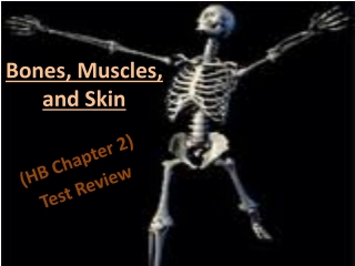 Bones, Muscles, and Skin