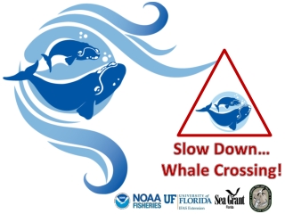 Slow Down… Whale Crossing!