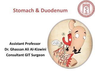 Stomach &amp; Duodenum