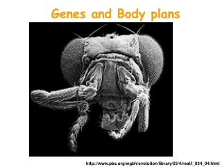 Genes and Body plans