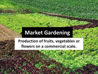 Market Gardening