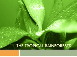 THE Tropical rainforests