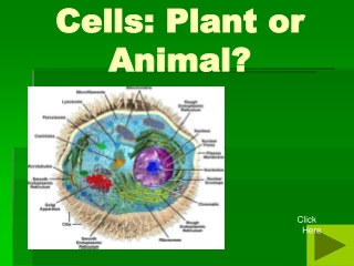 Cells: Plant or Animal?