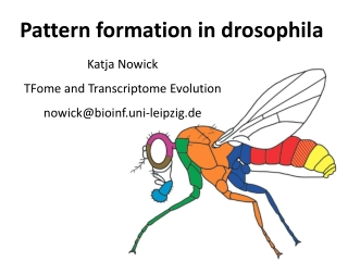 Pattern formation in drosophila