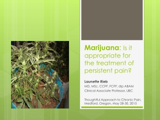 Marijuana : Is it appropriate for the treatment of persistent pain?