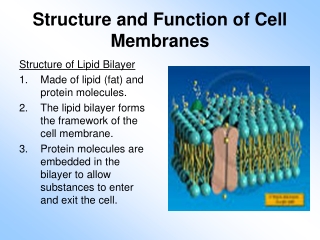 Structure and Function of Cell Membranes