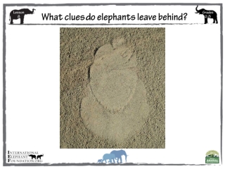 What clues d o elephants leave behind?