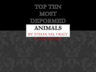 Top Ten M ost Deformed Animals