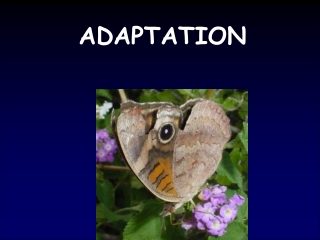 ADAPTATION