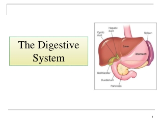 The Digestive System