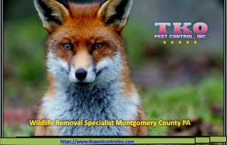 Wildlife Removal Specialist Montgomery County PA