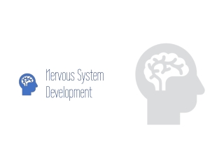 Nervous System Development